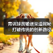 青训球员输送渠道揭秘：打破传统的创新路径-图5